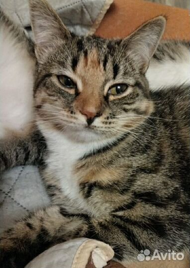 Котенок девочка