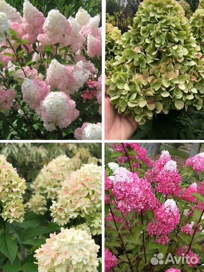 Метельчатые гортензии опт, розница