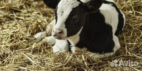 Крепкие телята на продажу