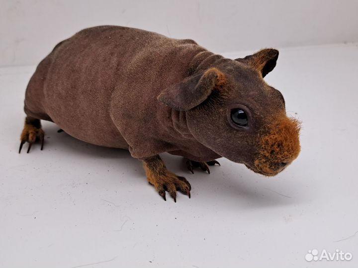 Девочка скинни свинка