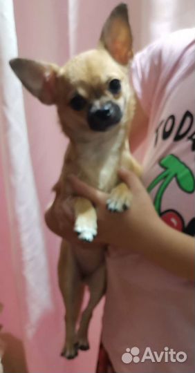 Собака чихуахуа