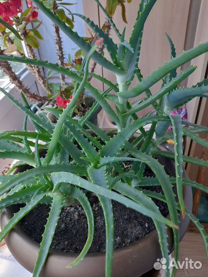 Комнатные цветы