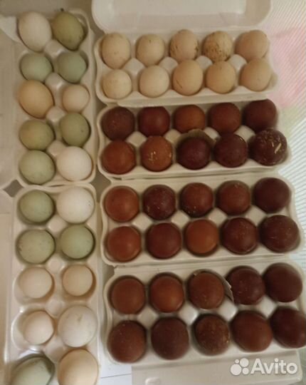 Инкубац. яйцо Мараны чм,Пшеница, Гергебильские,П11