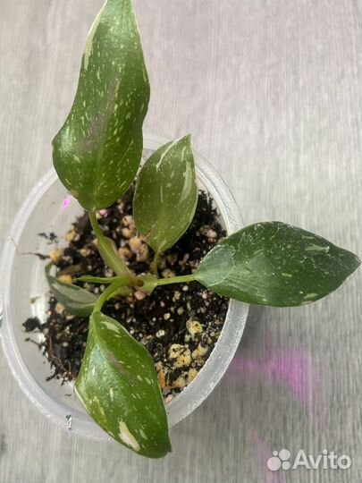 Замиокулькас Зензи,Филодендроны,цикас,герань