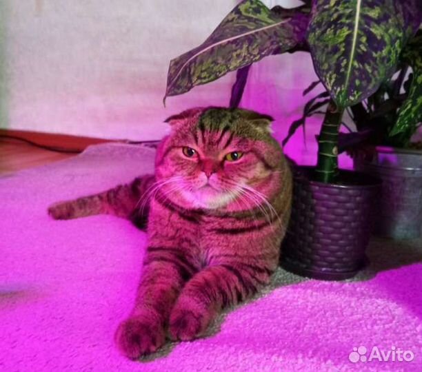 Британские котята