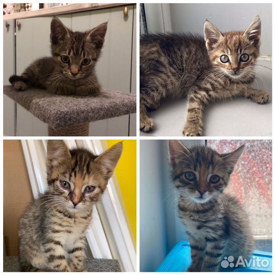 Котятки в добрые руки