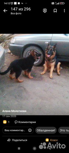 Продаются щенки немецкой длинношерстной овчарки