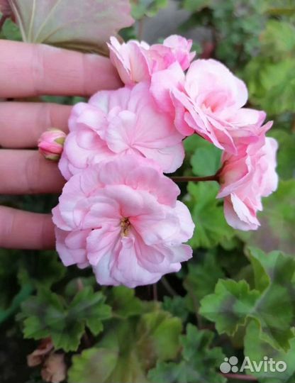 Герани, герань ангел