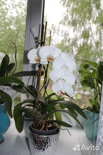 Комнатные растения цветы орхидея