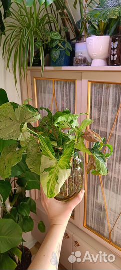 Сингониумы 1