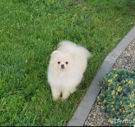 Девочка померанский шпиц