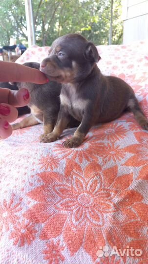 Малыши той-терьер