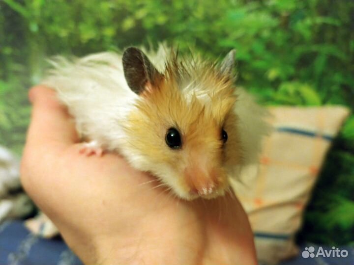 Хомяк вязка