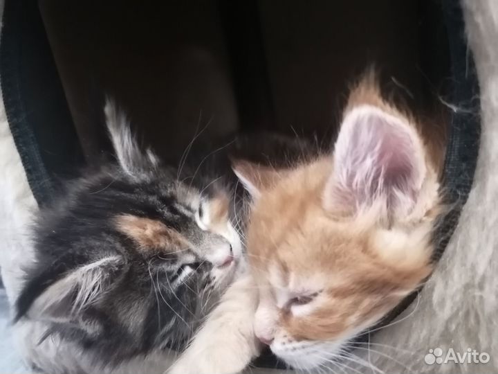 Котята мейн-кун