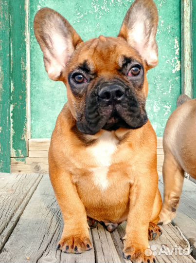 Французский бульдог