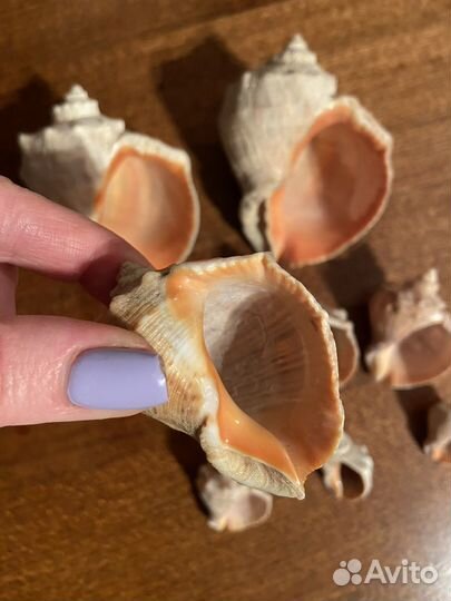 Морские ракушки