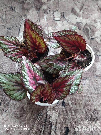 Комнатные растения цветы