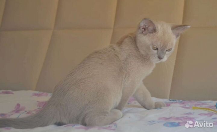 Бурманские котята