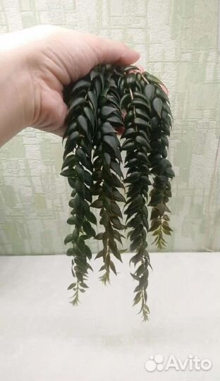 Колумнея arguta