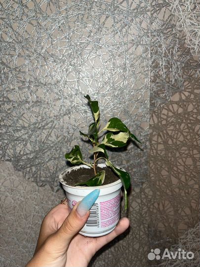 Фикус керли