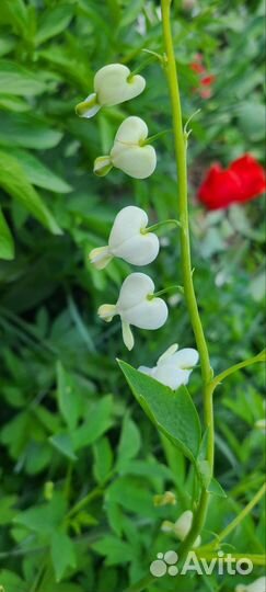 Цветы для сада