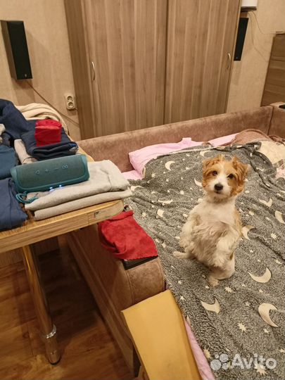 Дождевик, шлейка и 2 комплекта носков