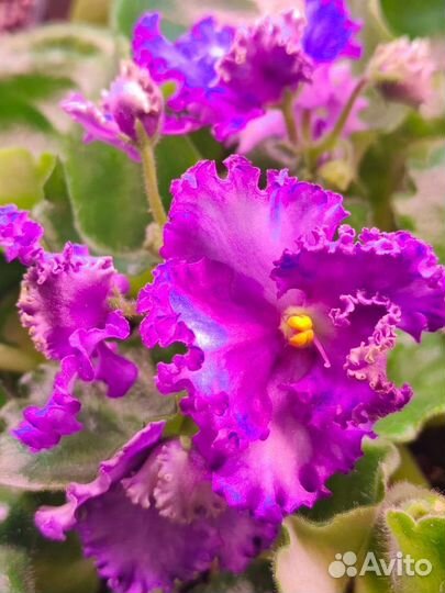 Цветущие фиалки