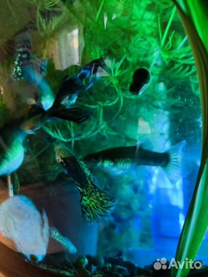 Аквариумные рыбки гупи