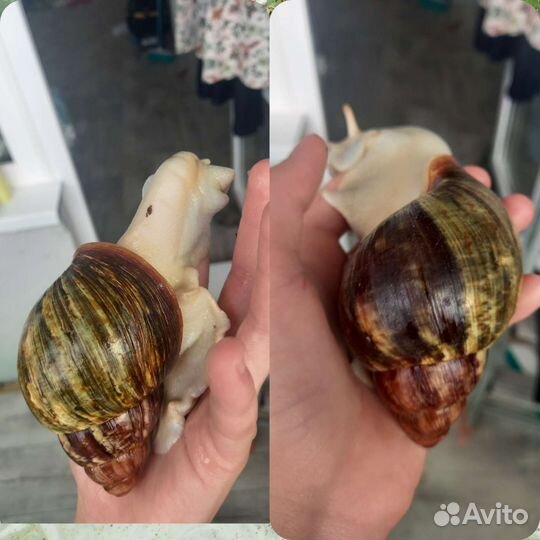 Улитка Архахатина