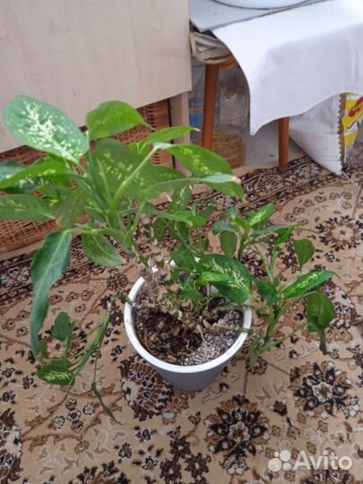 Диффенбахия