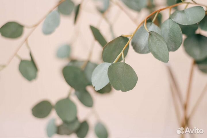 Эвкалипт Искуственные цветы