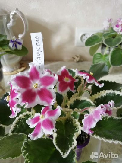 Сортовые фиалки