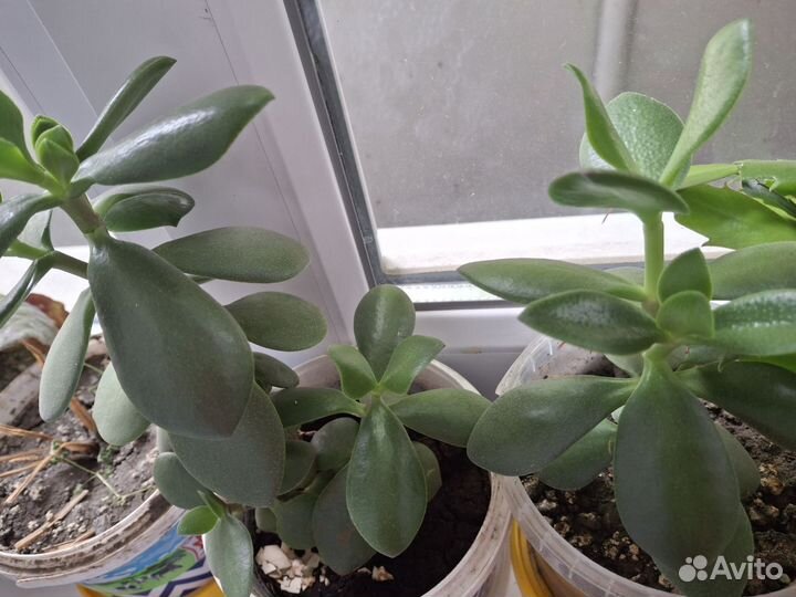 Комнатные цветы