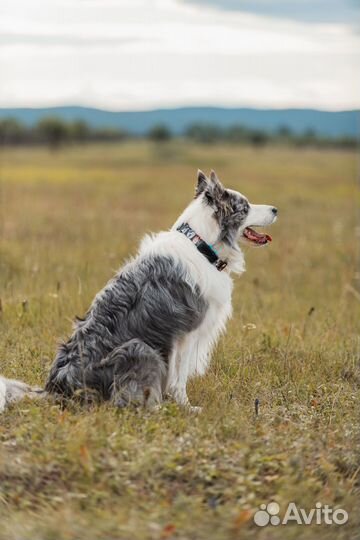 GPS для животных