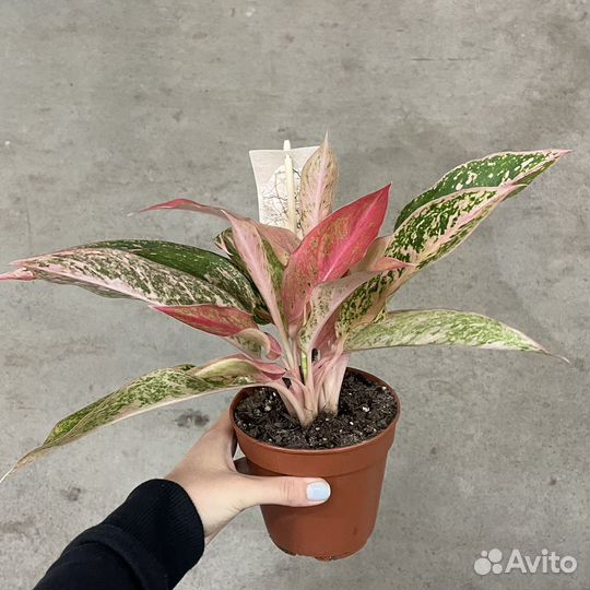 Аглаонемы сортовые