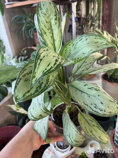 Аихризон, мирт, аглаонема, цветы- талисманы