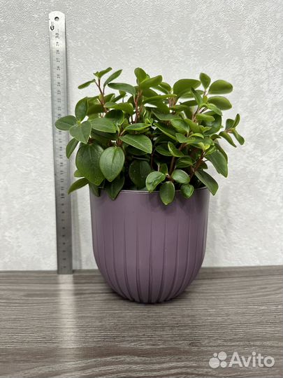 Пеперомия круглолистная