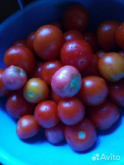 Помидор бычье сердце с дачного участка