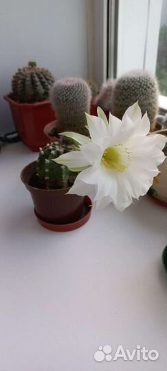 Кактусы сортовые