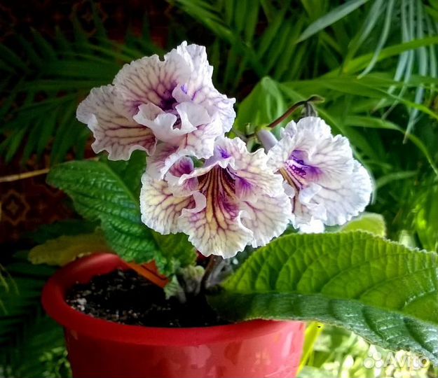 Сортовые стрептокарпусы