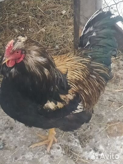 Молодые петухи