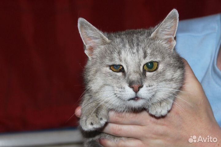 Киса Алиса в добрые руки