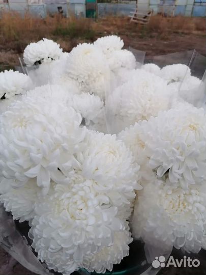 Продаётся цветы