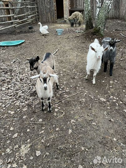 Контактный зоопарк