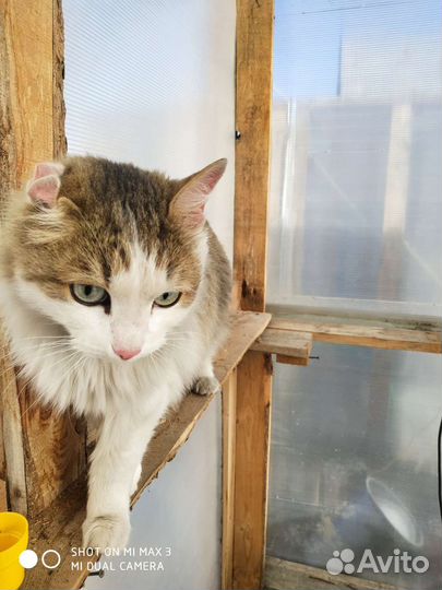 Кот ищет дом