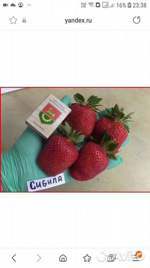 Клубника супер сорта (саженцы)