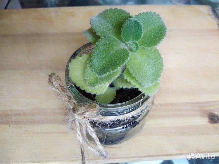 Комнатная мята