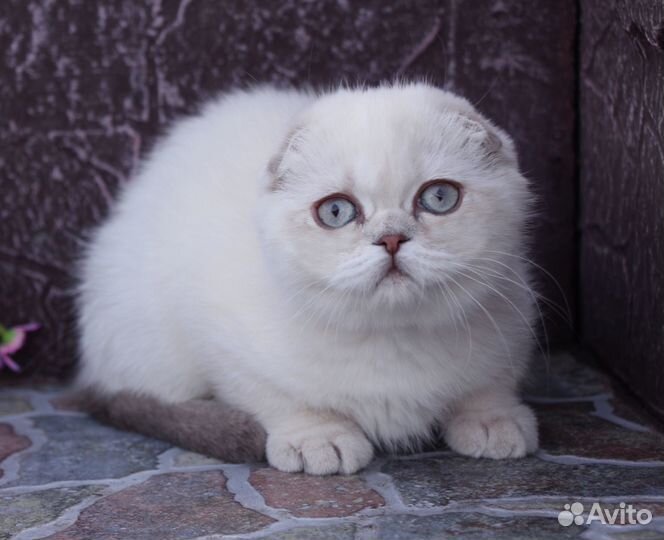 Голубоглазая красотка