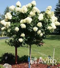 Гортензия Лайм Лайт, Вимс Ред, Кенделайн - Штамбы