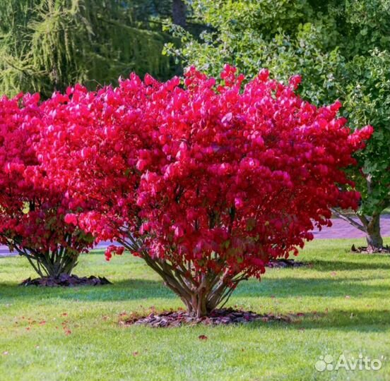 Бересклет европейский